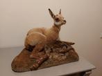 Opgezette jonge Gems taxidermy opgezet hert schedel gewei, Verzamelen, Dierenverzamelingen, Ophalen, Wild dier, Opgezet dier