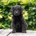 Zwarte medium Doodle reutjes Labradoodle X Sennendoodle, Dieren en Toebehoren, 8 tot 15 weken, Meerdere, Meerdere dieren, Middel
