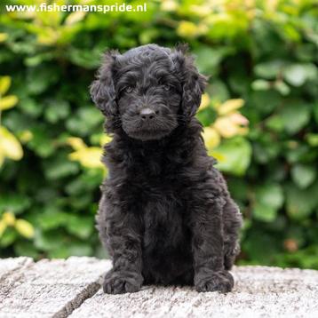 Zwarte medium Doodle reutjes Labradoodle X Sennendoodle beschikbaar voor biedingen