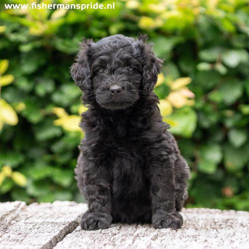 Zwarte medium Doodle reutjes Labradoodle X Sennendoodle, Dieren en Toebehoren, Honden | Niet-rashonden, Middel, Meerdere dieren