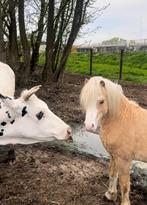 Ontzettend knappe Welsh A hengst palomino, Dieren en Toebehoren, Pony's, Hengst, 0 tot 2 jaar, Recreatiepony