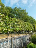 Leilaurier, leibomen wintergroen !!, Ophalen, Volle zon