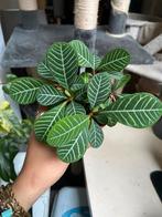 Madagascar jewel middel grote stekjes, Ophalen of Verzenden, Overige soorten, Minder dan 100 cm