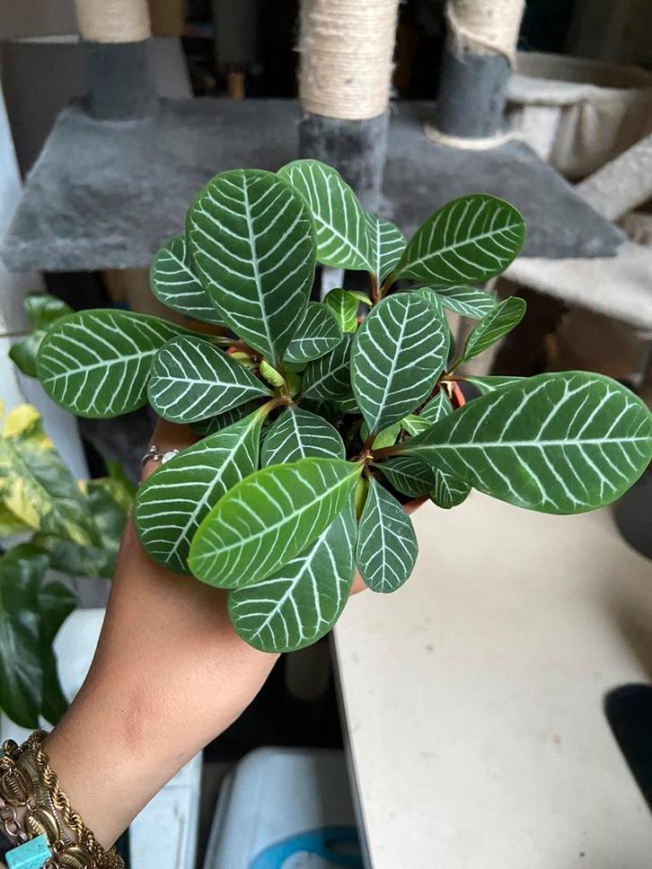 Madagascar jewel middel grote stekjes, Huis en Inrichting, Kamerplanten, Overige soorten, Minder dan 100 cm, Ophalen of Verzenden