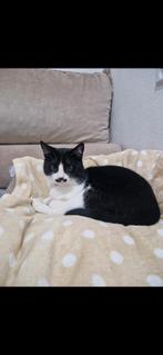 Vermist ! Gechipt!, Dieren en Toebehoren, Kater, Kortharig, 0 tot 2 jaar