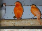 Rood vetstof  poppen  en roodmozaiek, Dieren en Toebehoren, Vogels | Kanaries, Vrouwelijk, Kleurkanarie