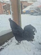 Prachtige Ayam Cemani haan!, Dieren en Toebehoren, Mannelijk, Kip