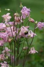 Uit de biologische moestuin: Akelei, zaden, roze, paars wit, Tuin en Terras, Bloembollen en Zaden, Ophalen of Verzenden, Voorjaar