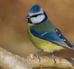 0-1 Pimpelmees, Dieren en Toebehoren, Vogels | Overige Vogels, Vrouwelijk, Wildzangvogel, Geringd