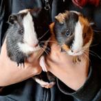 Cavia Beertjes, Dieren en Toebehoren, Knaagdieren, Cavia, Augustus, Mannelijk, Tam