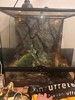 Terrarium, Dieren en Toebehoren, Reptielen en Amfibieën | Toebehoren, Ophalen, Zo goed als nieuw, Terrarium of Paludarium