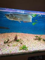 zilver arowana van ongeveer 45cm te  koop roofvis, Vis, Zoetwatervis