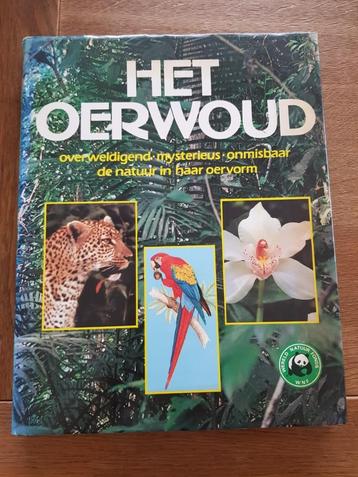 Het oerwoud  beschikbaar voor biedingen