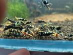 Mooie Taiwan Bee Caridina garnalen Mix, Dieren en Toebehoren, Vissen | Aquariumvissen, Zoetwatervis, Kreeft, Krab of Garnaal, Schoolvis