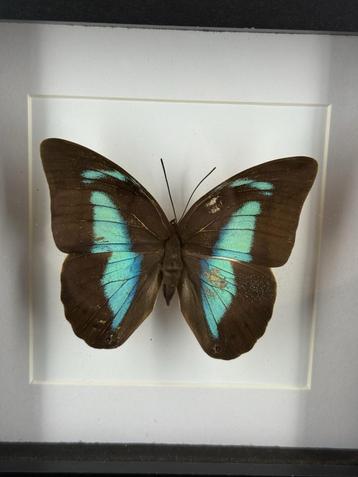 Morpho vlinder in lijst - Wildernis Atelier beschikbaar voor biedingen