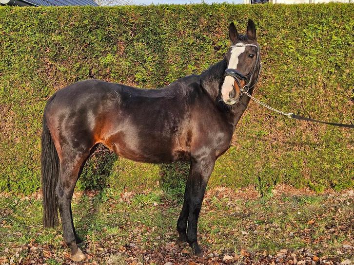 Brave 13 jarige merrie, Dieren en Toebehoren, Paarden, Merrie, Niet van toepassing, 160 tot 165 cm, 11 jaar of ouder, Recreatiepaard