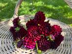 ===> Dahlia knollen gipsy night pluktuin <===, Ophalen of Verzenden, Voorjaar, Volle zon, Knol