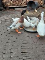 Loopeend Woerd | Indische Loopeend | Flesseneend, Dieren en Toebehoren, Mannelijk, Eend