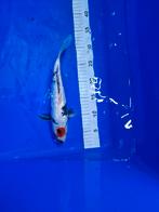 Ginrin tancho showa 35 cm, Dieren en Toebehoren, Karper of Koi