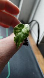 Alocasia Frydek Variegata knolletje, Ophalen