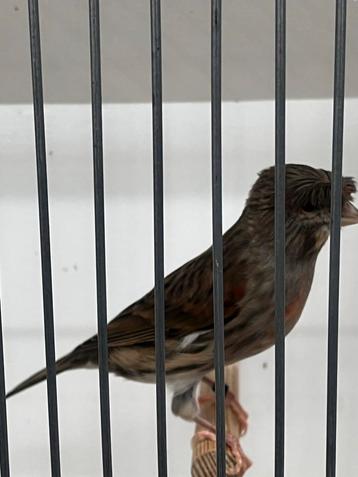 Harlekijn man beschikbaar voor biedingen