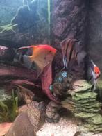 Maanvissen, Dieren en Toebehoren, Ophalen, Zo goed als nieuw, Overige typen