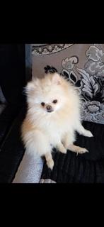 Pomeriaan, Keeshond, 15 weken tot 1 jaar, Reu, Parvo