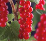 Te koop: rode ribes struikjes heerlijke bessen!, Ophalen, Zomer, Volle zon