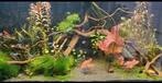 Aquarium compleet met vissen, Dieren en Toebehoren, Ophalen, Zo goed als nieuw, Gevuld zoetwateraquarium