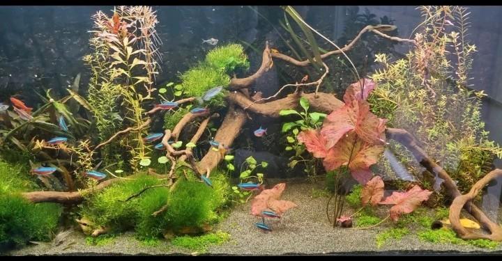 Aquarium compleet met vissen, Dieren en Toebehoren, Vissen | Aquaria en Toebehoren, Zo goed als nieuw, Gevuld zoetwateraquarium