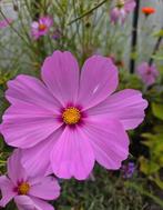 Cosmea Gloria zaadjes - licht roze, Tuin en Terras, Bloembollen en Zaden, Ophalen of Verzenden, Volle zon