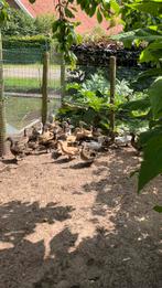 Te koop jonge mandarijneenden, Dieren en Toebehoren, Pluimvee, Meerdere dieren, Eend