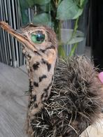 Opgezet  taxidermie Struisvogel in ei., Ophalen of Verzenden, Zo goed als nieuw, Vogel, Opgezet dier