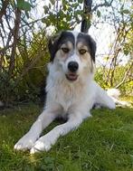 Kruising hond Faye, 17 mnd, teefje ter adoptie, Particulier, 1 tot 2 jaar, Buitenland, Teef