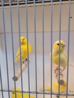 Gele kanaries, Dieren en Toebehoren, Vogels | Kanaries, Meerdere dieren, Kleurkanarie