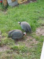 Parelhoenders/poelepetaten, Dieren en Toebehoren, Pluimvee, Meerdere dieren, Eend