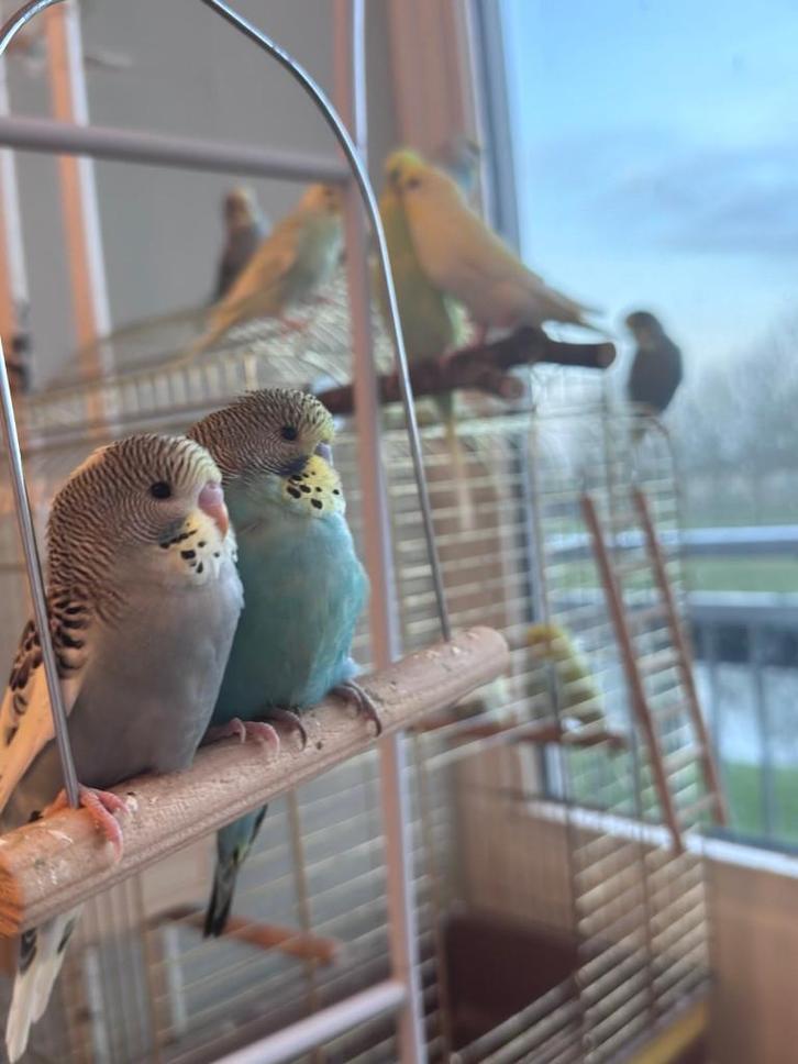 jonge grasparkieten te koop, Dieren en Toebehoren, Vogels | Parkieten en Papegaaien, Parkiet, Meerdere dieren