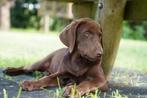 Labmaraner pups ( labrador x weimaraner ), Dieren en Toebehoren, Nederland, CDV (hondenziekte), 8 tot 15 weken, Labrador retriever