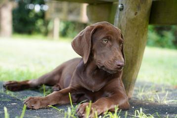 Labmaraner pups ( labrador x weimaraner ) beschikbaar voor biedingen