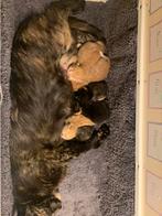Prachtige kittens, 19/20 augustus geboren, Dieren en Toebehoren, Katten en Kittens | Overige Katten, Poes