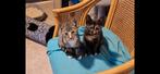 2 prachtige lieve kittens., Eén persoon