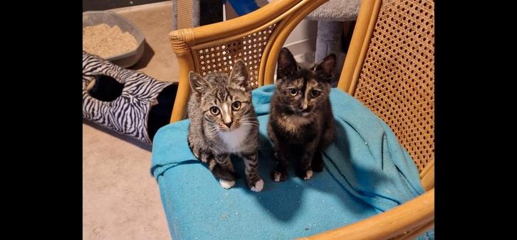 2 prachtige lieve kittens., Tickets en Kaartjes, Recreatie | Dierentuinen, Eén persoon