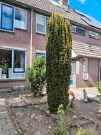 Mooie groene taxus...mag GRATIS weg ivm verandering tuin, Ophalen, Halfschaduw, Overige soorten, 250 tot 400 cm