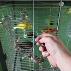 Parkieten met kooi, Dieren en Toebehoren, Vogels | Kanaries, Meerdere dieren, Zangkanarie