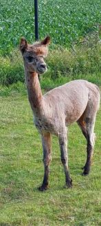 Appaloosa hengst te koop, Dieren en Toebehoren, Overige Dieren, Mannelijk, Voor 1 juli 2024