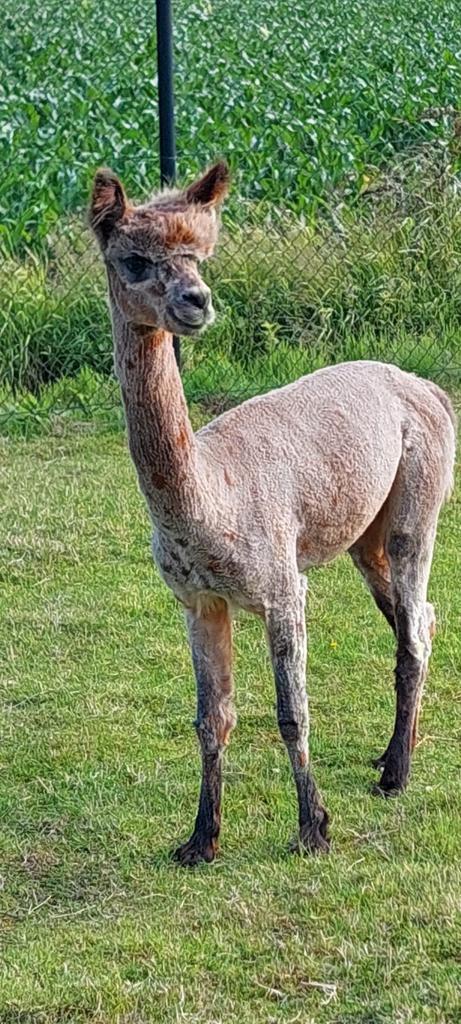Appaloosa hengst te koop, Dieren en Toebehoren, Overige Dieren, Mannelijk, Voor 1 juli 2024