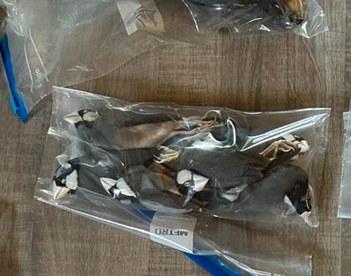 Dode vogels in vriezer om te prepareren, Hobby en Vrije tijd, Overige Hobby en Vrije tijd, Nieuw, Ophalen