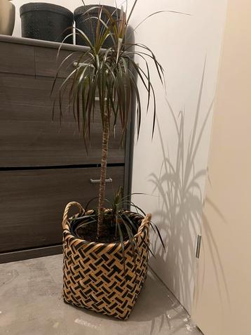 Dracena incl. Zwart rieten mand. beschikbaar voor biedingen
