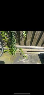 Hardhouten Tuinpalen - 8 Stuks/  hoogte 2.90, Doe-het-zelf en Verbouw, Hout en Planken, Ophalen, Gebruikt, 50 mm of meer, Balk