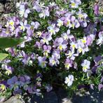 Viooltjes mix, Ophalen of Verzenden, Voorjaar, Volle zon, Zaad